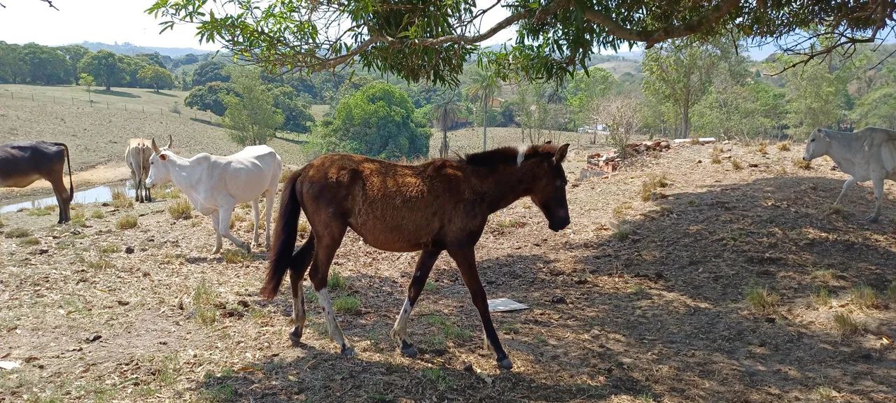 Potros e potra Mangalarga Marchador  - Foto 6