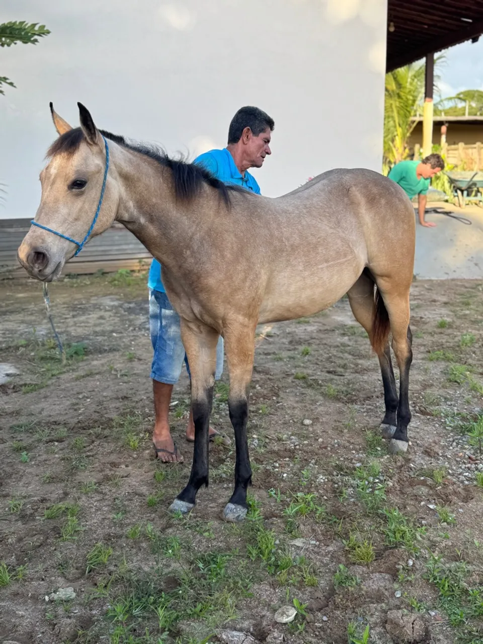 Potra 8 meses filha de Paint Horse
