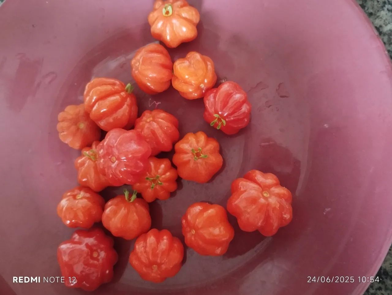 Midas de pitanga vermelha  - Foto 2