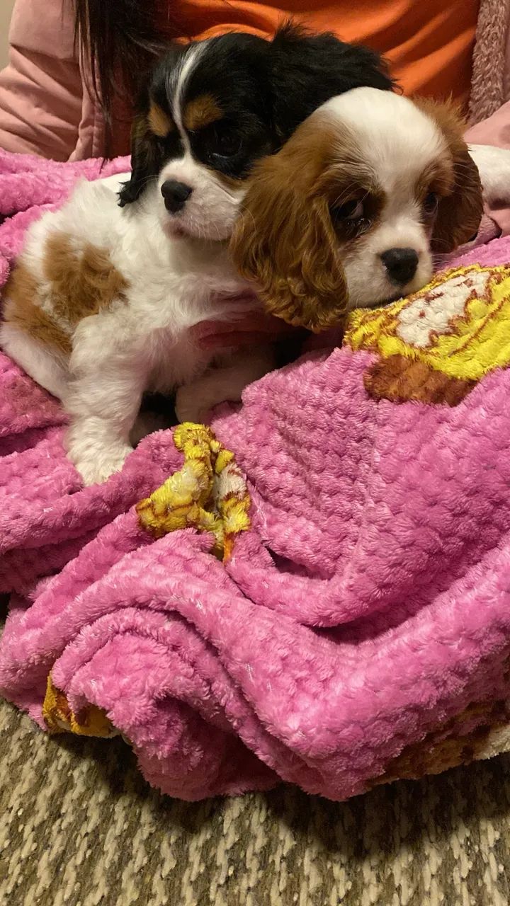 Cavalier king charles  - Foto 5