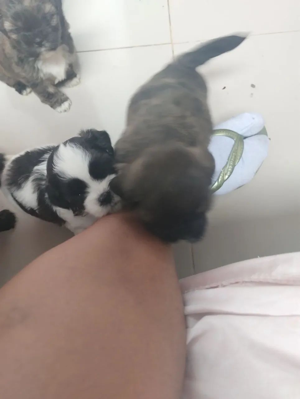 Shitzu fêmea e macho - Foto 2