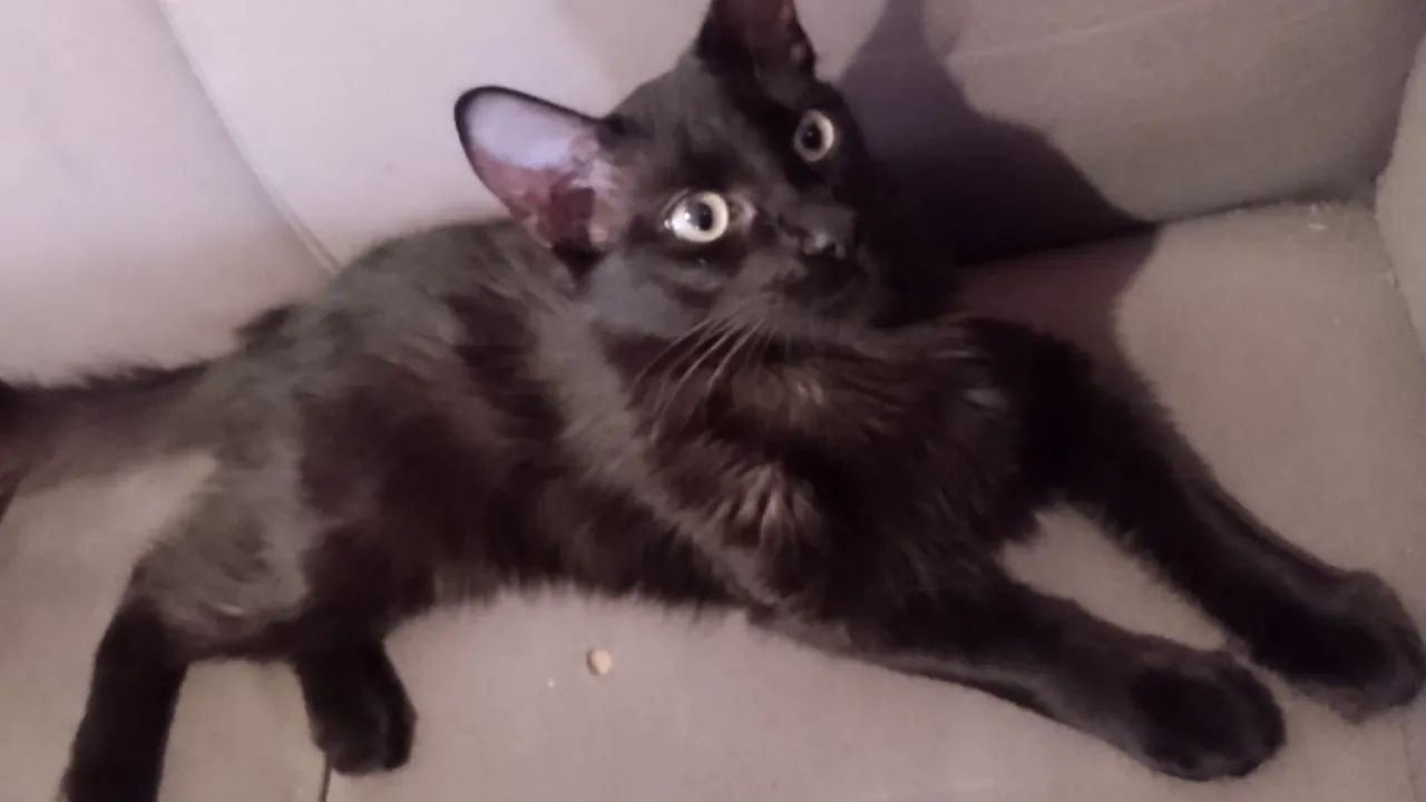 Gatinhos para adoção