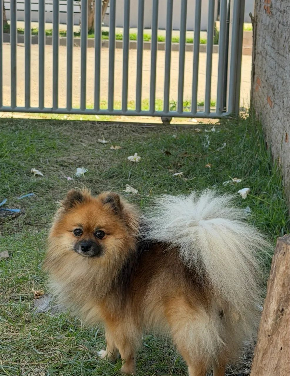 Spitz alemão  - Foto 2