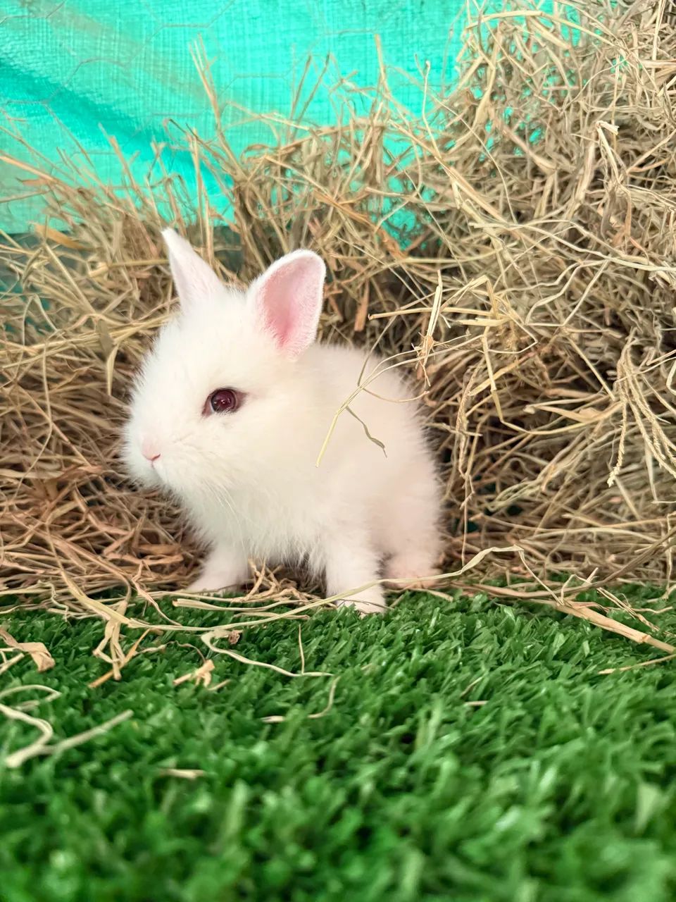 Coelhos: Mini Lion Head, Gigante Flandes, Netherland Dwarf, Mini Lop - Foto 5