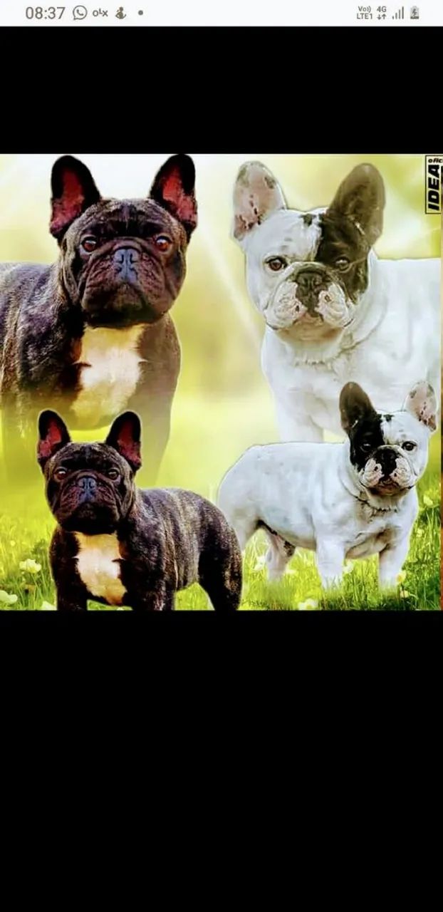 Buldog francês 