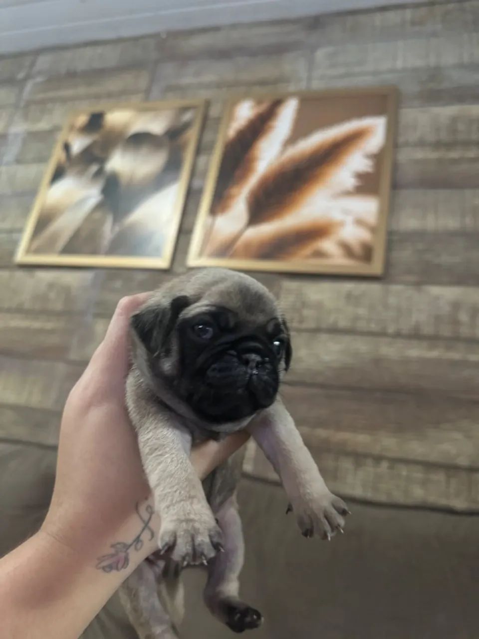 Pug  - Foto 5
