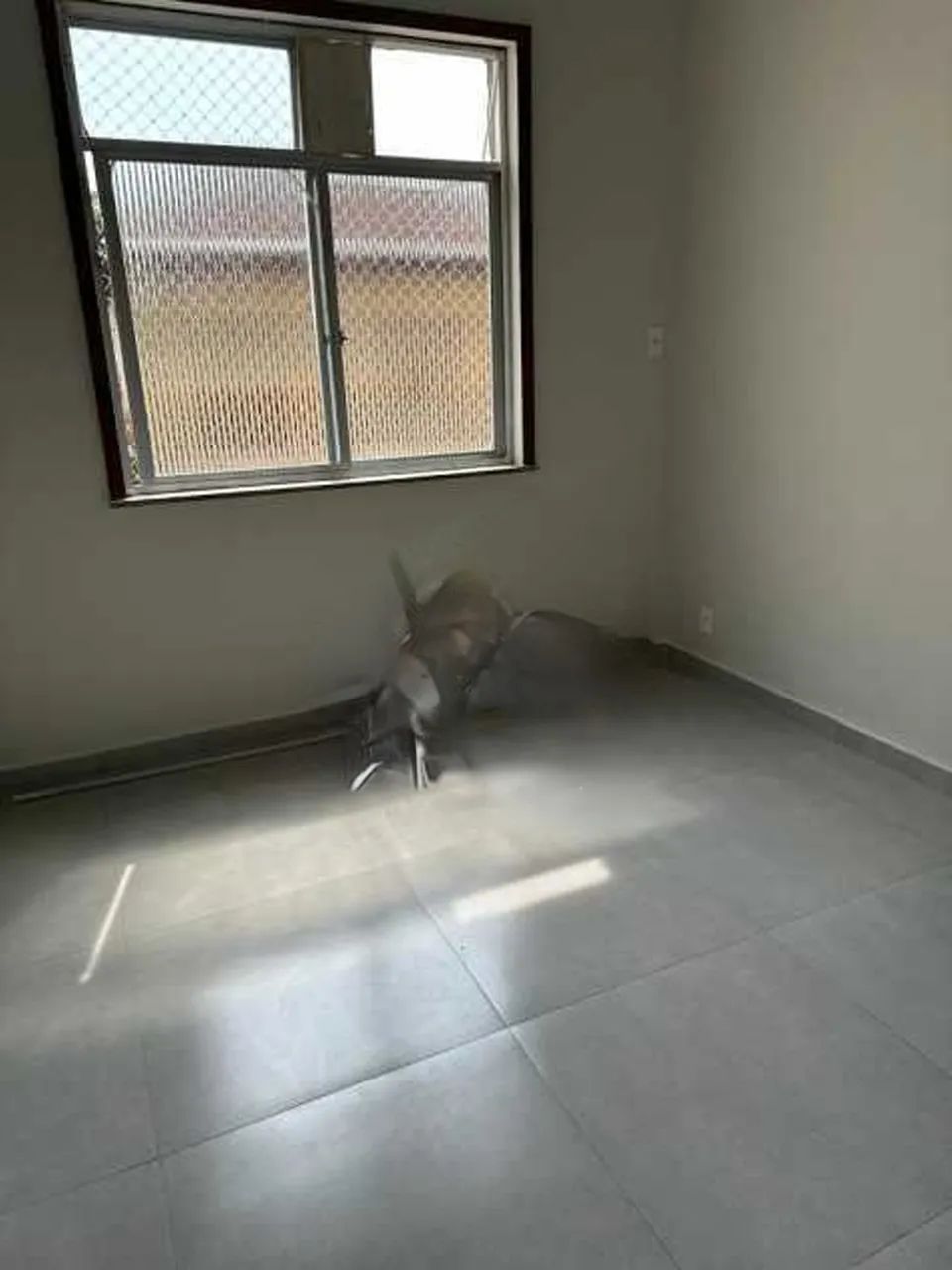 Apartamento - / Residencial / Glória - Foto 2
