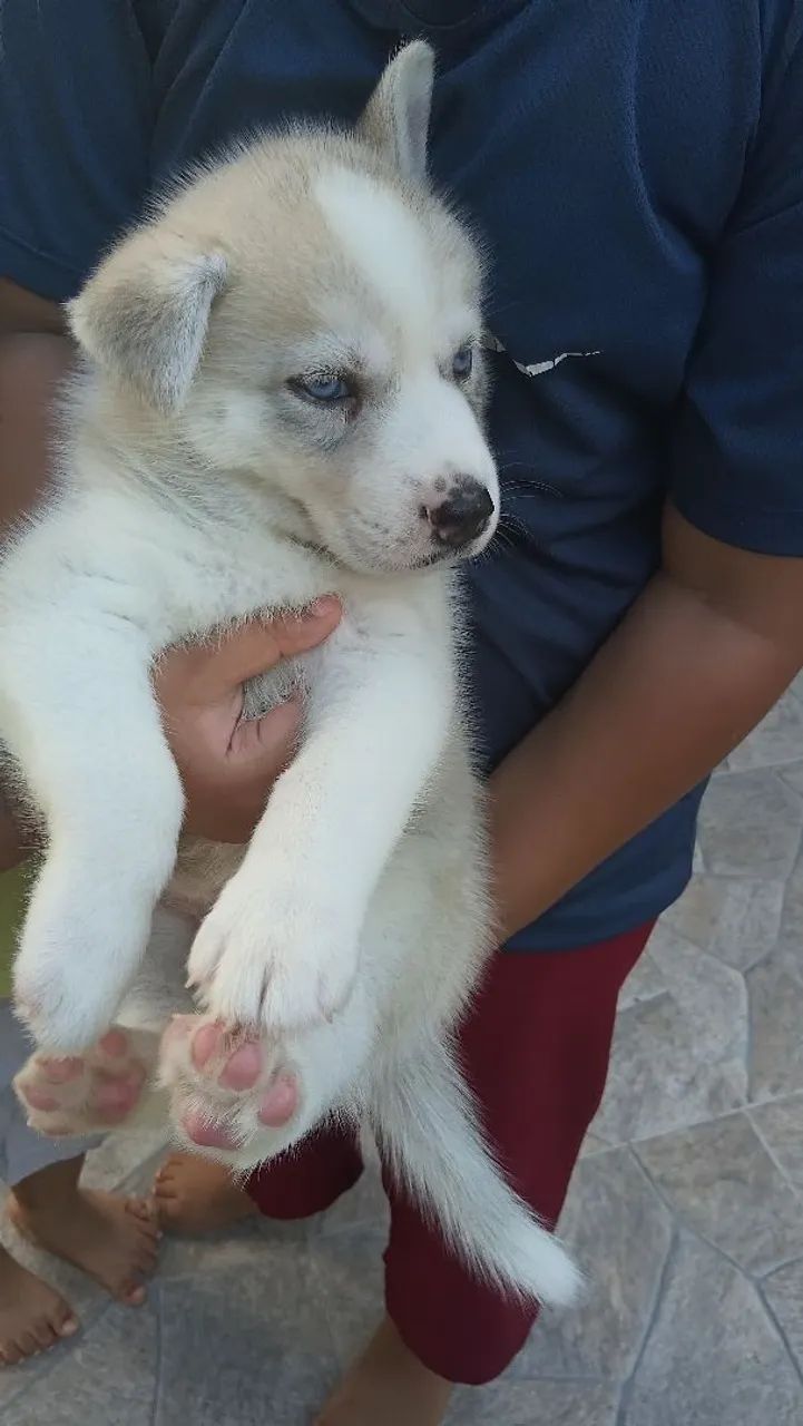HUSKY SIBERIANO  - Foto 3