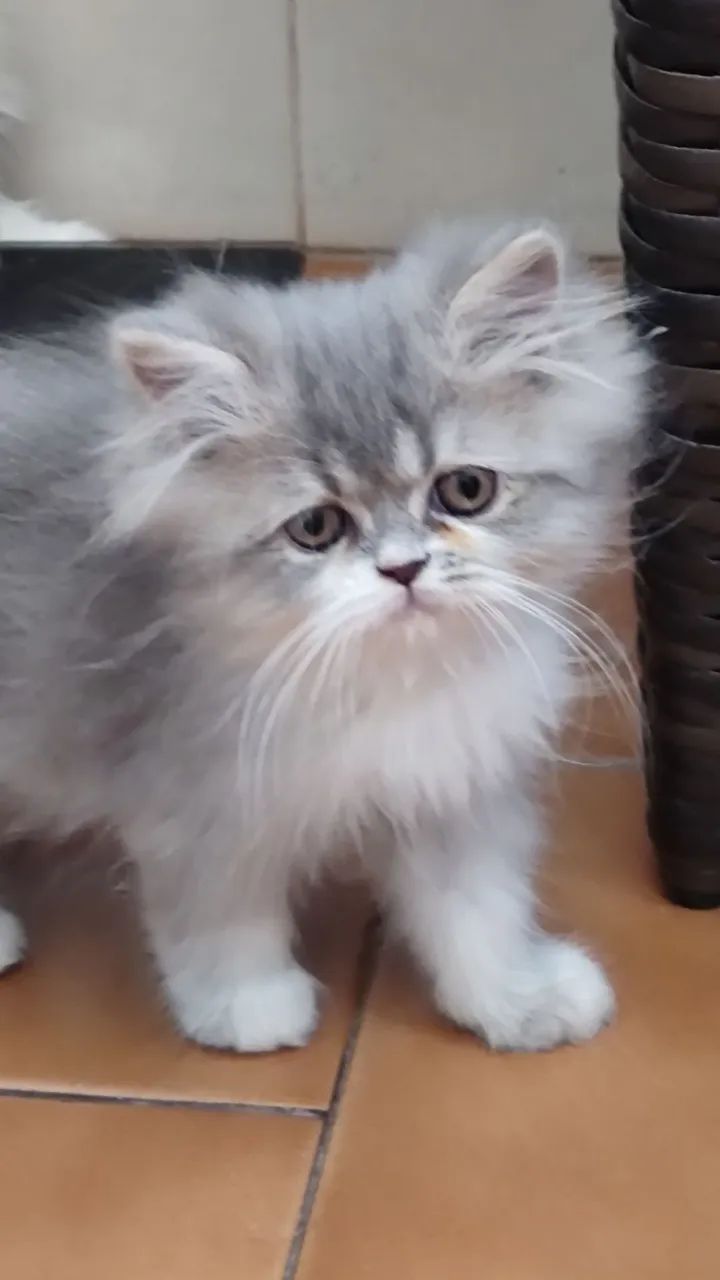 FILHOTE GATO PERSA