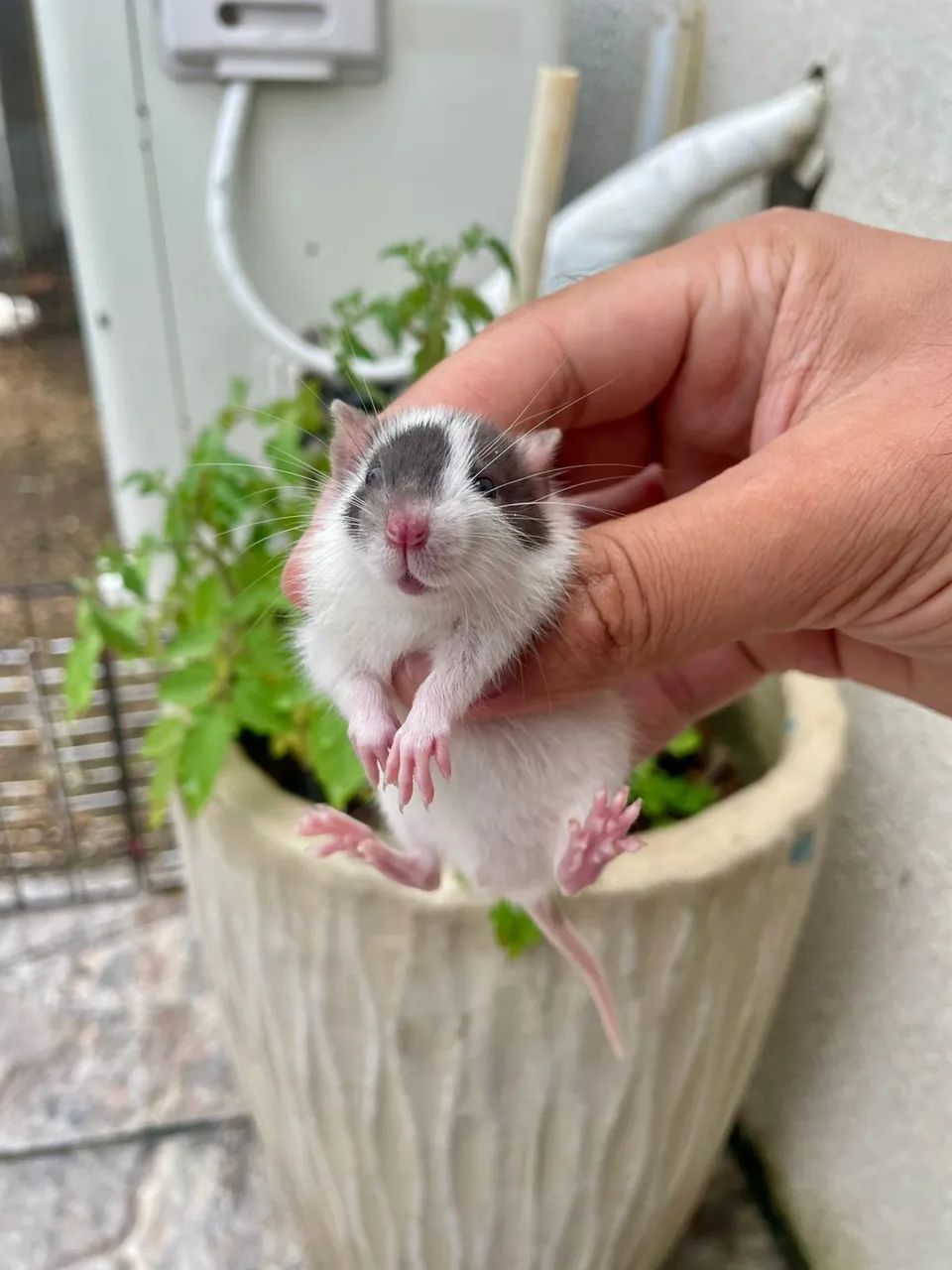 Ratos Twister  - Foto 5