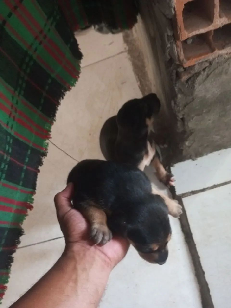 Doguinho pra doar - Foto 3