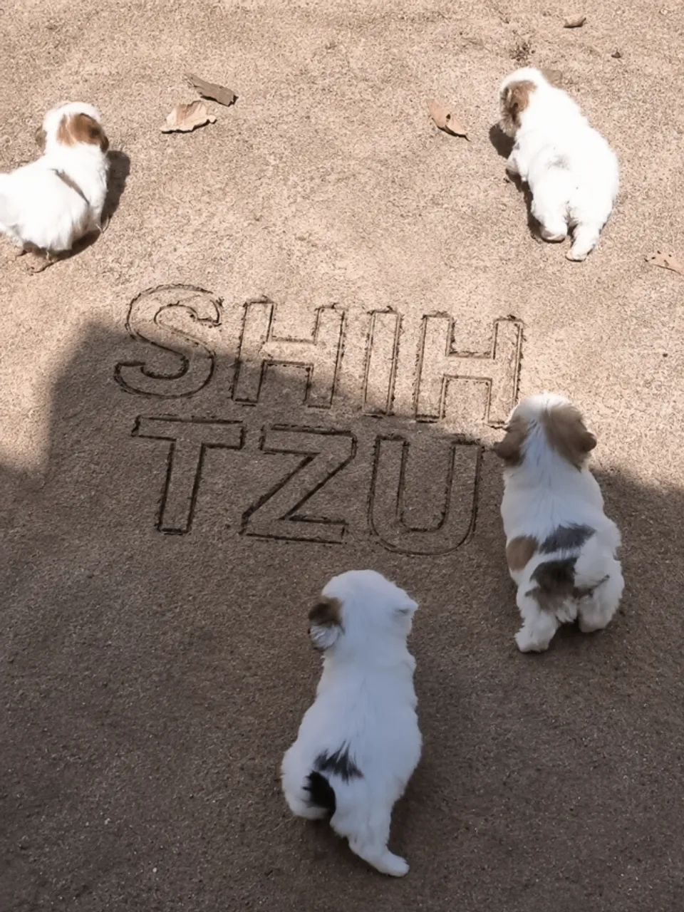 shih tzu 