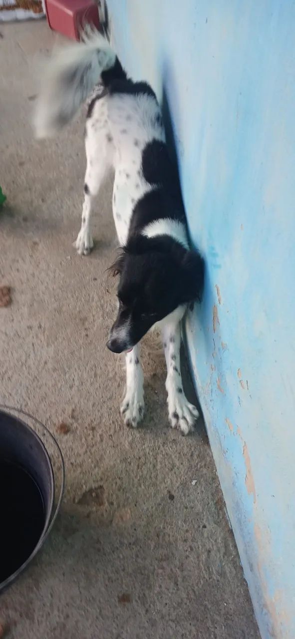 Doação de 2 Cachorros - Foto 5