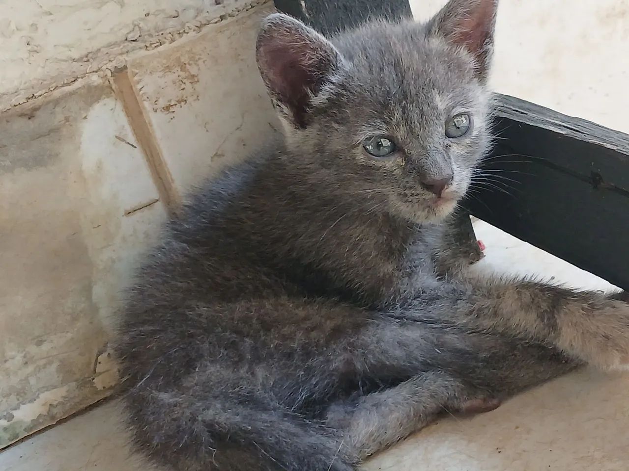 Gatos adoção  - Foto 4