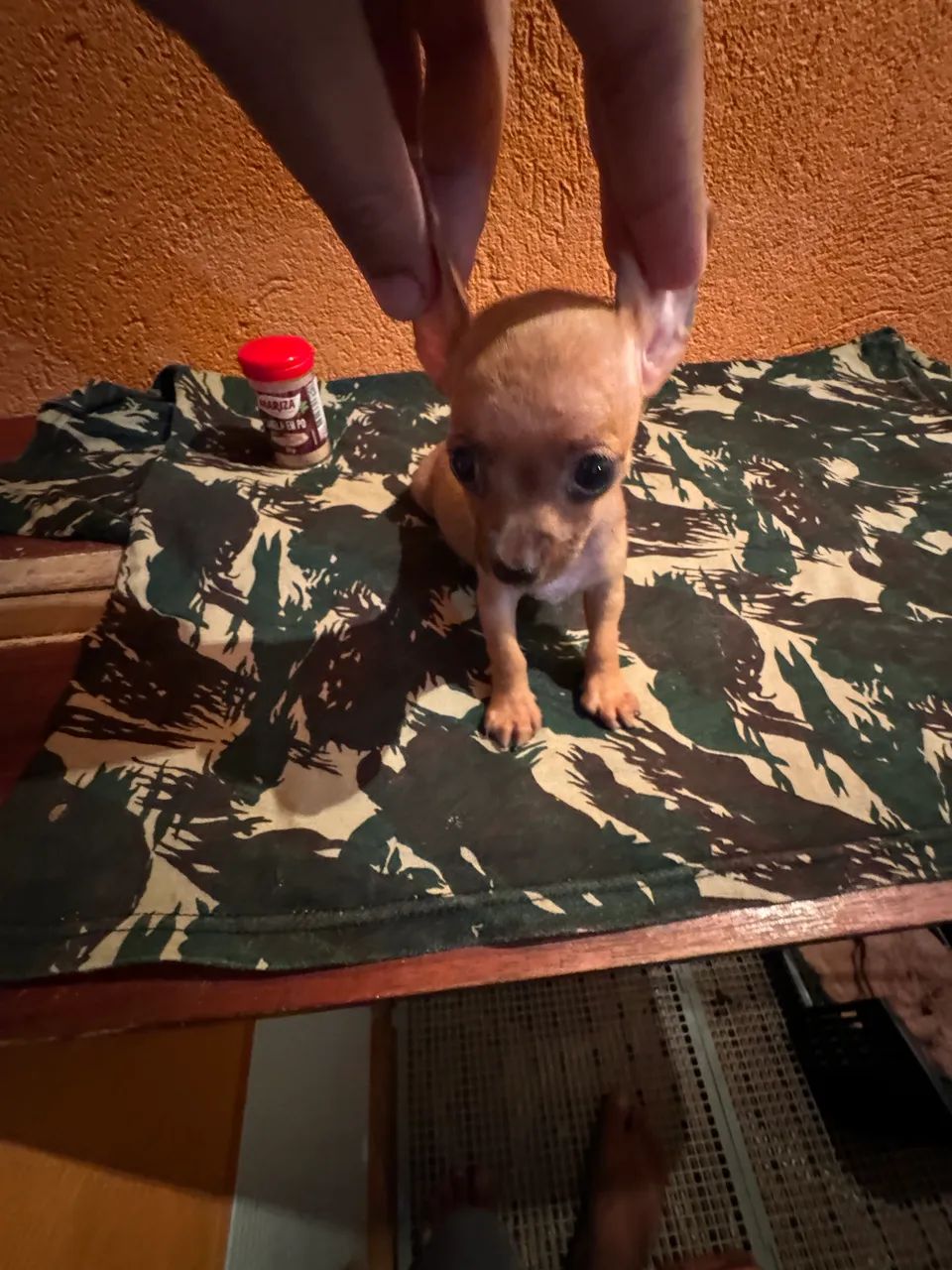Pinscher zero/micro alta qualidade  - Foto 3