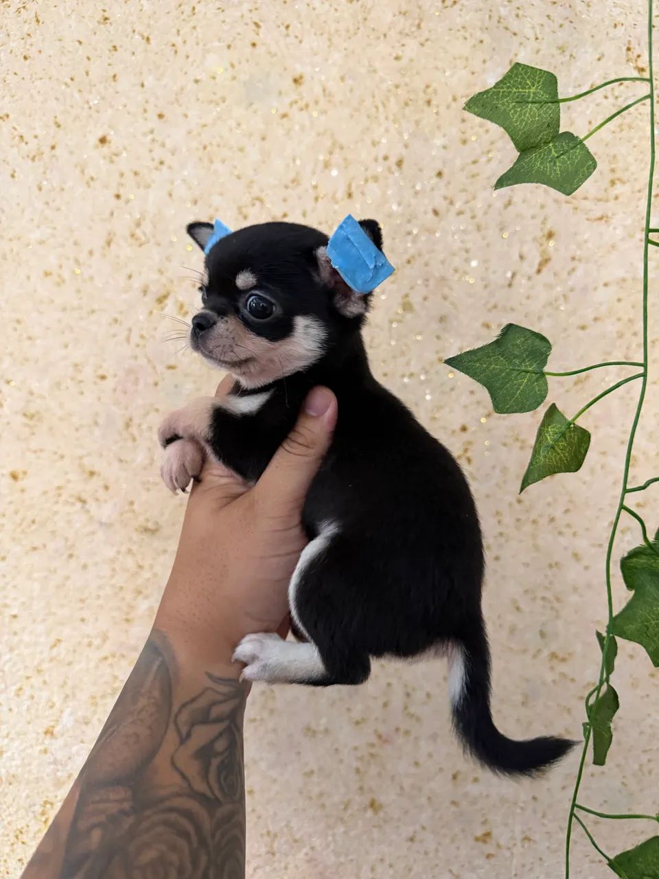 Chihuahua cabeça de maçã  - Foto 4
