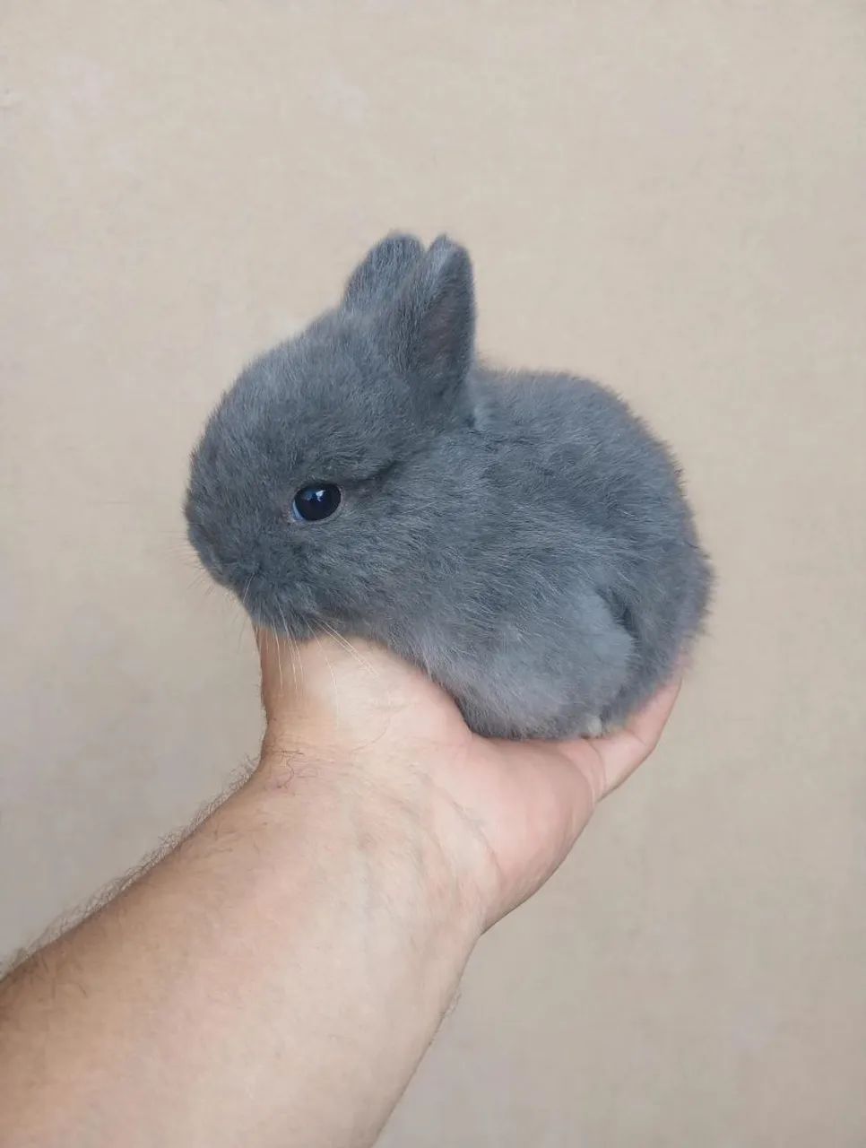Mini Coelho netherland 