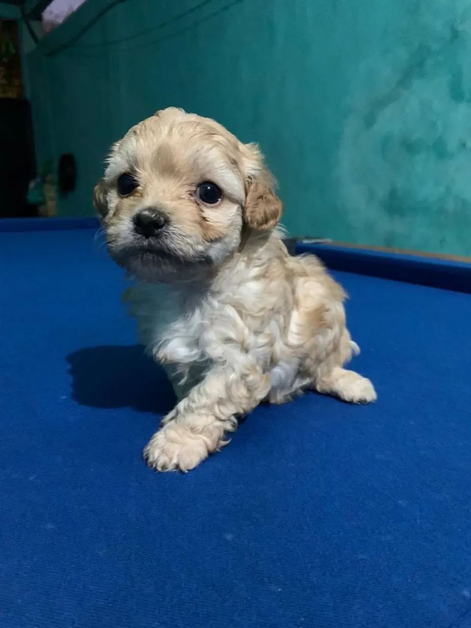 Filhotes Lhasa apson 