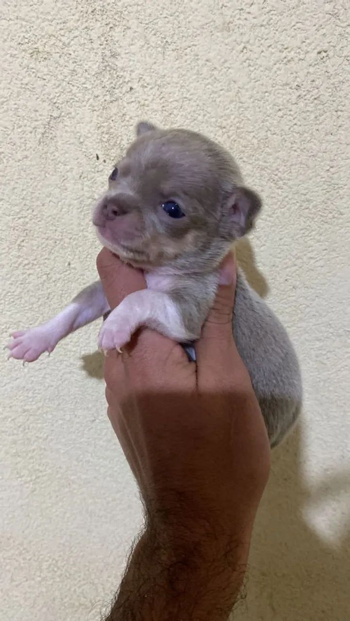 Chihuauha  - Foto 2