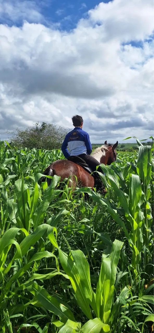 Cavalo - Foto 3
