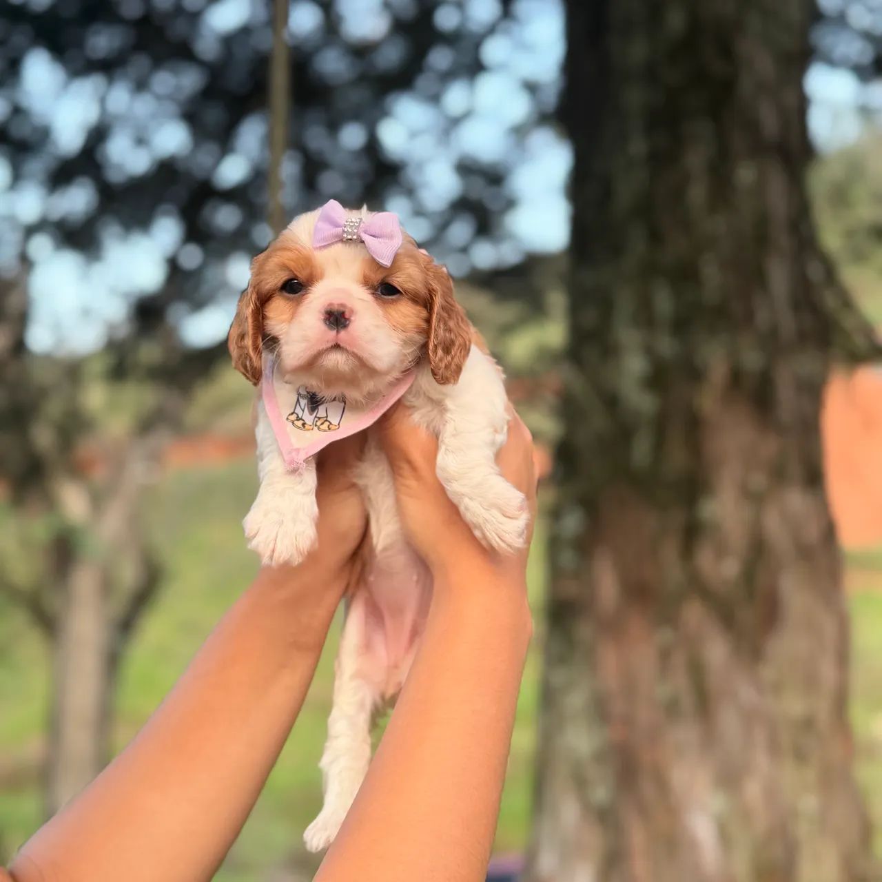 Cavalier king fêmea  - Foto 3