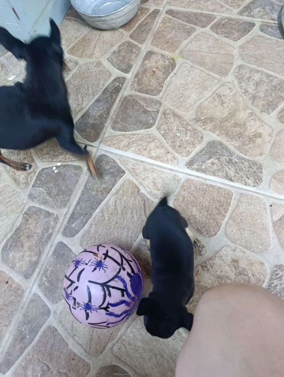 Filhote cachorro  - Foto 4