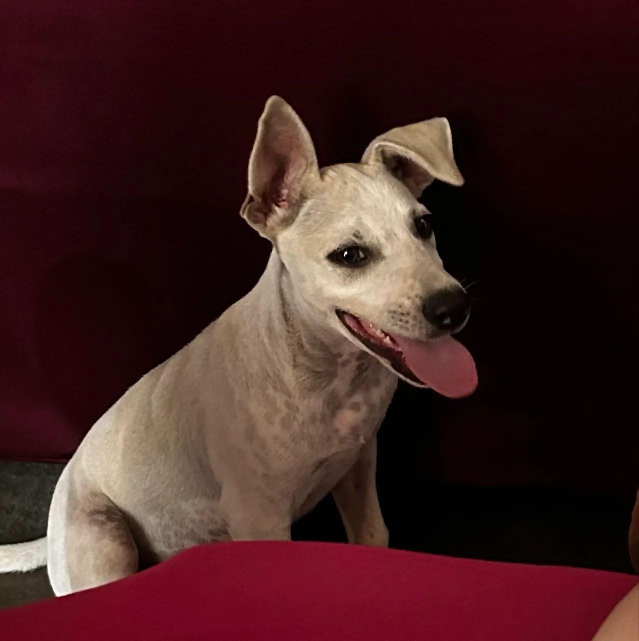 Cachorro  - Foto 2