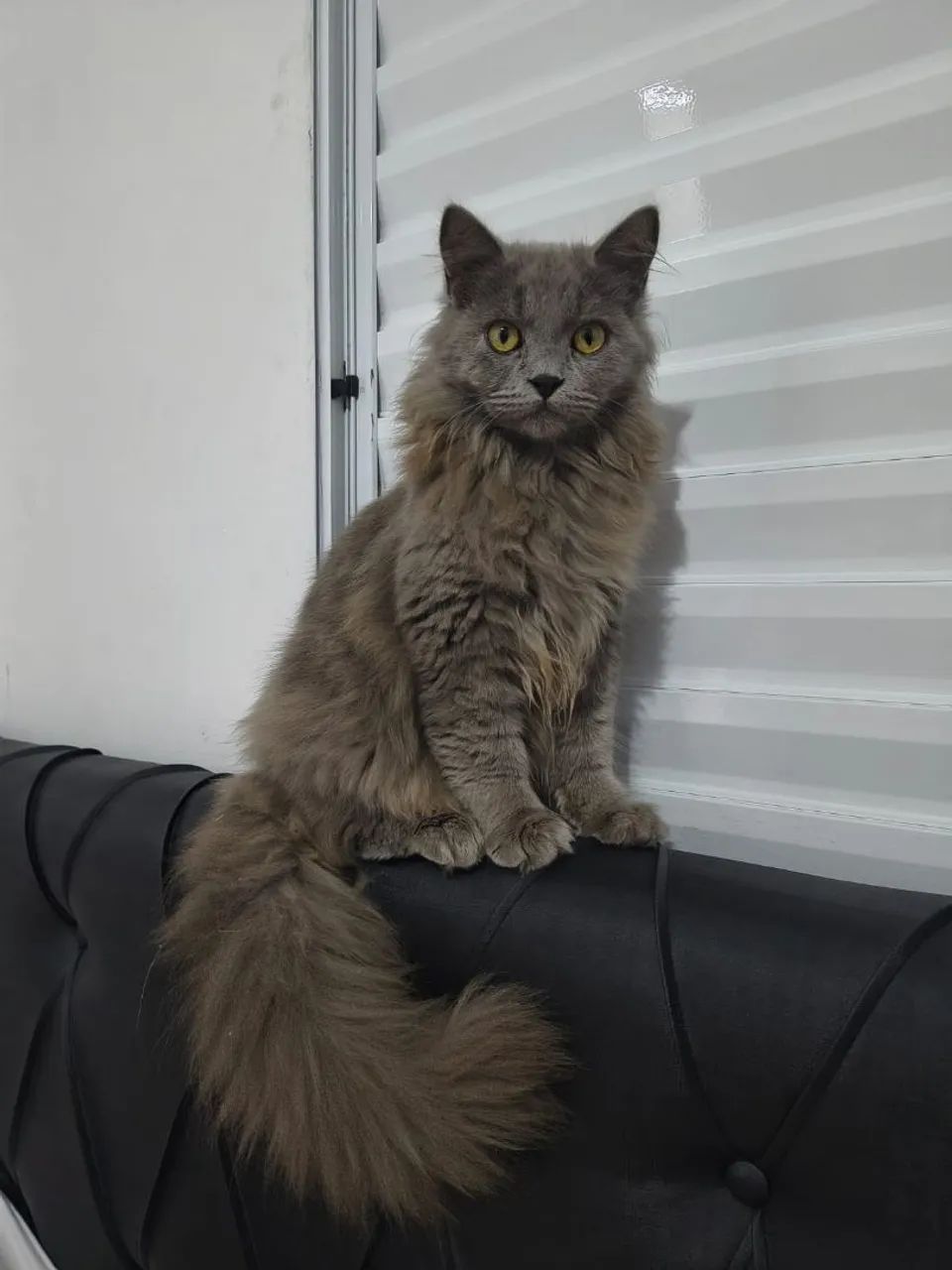 Gato persa MACHO 