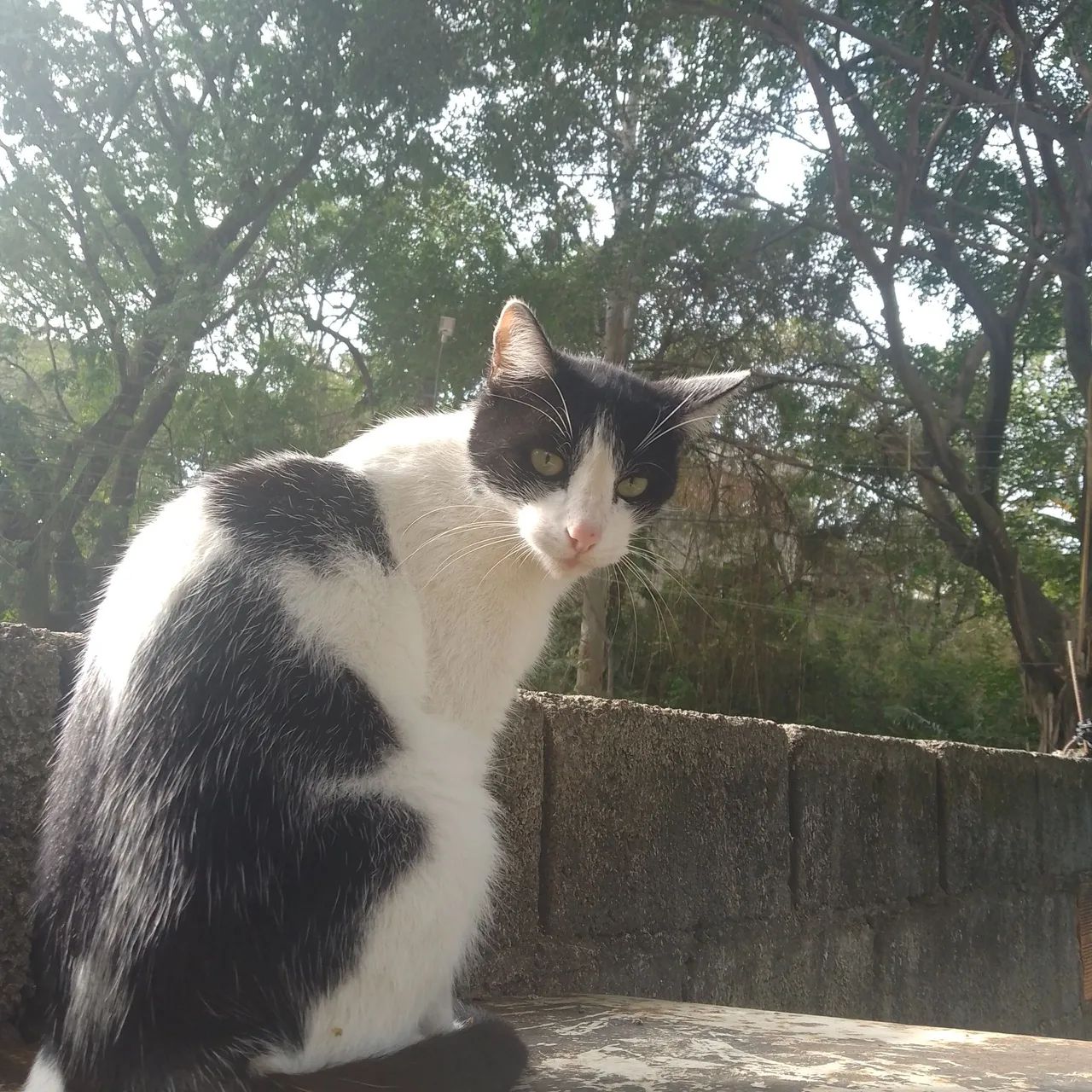 Doação d gato - Foto 2