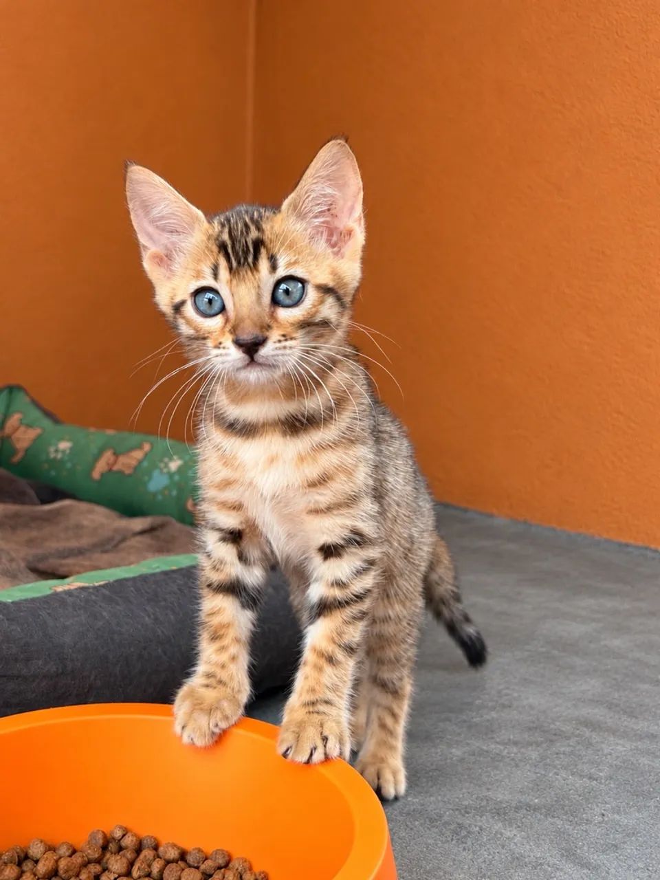 Bengal  - Foto 5