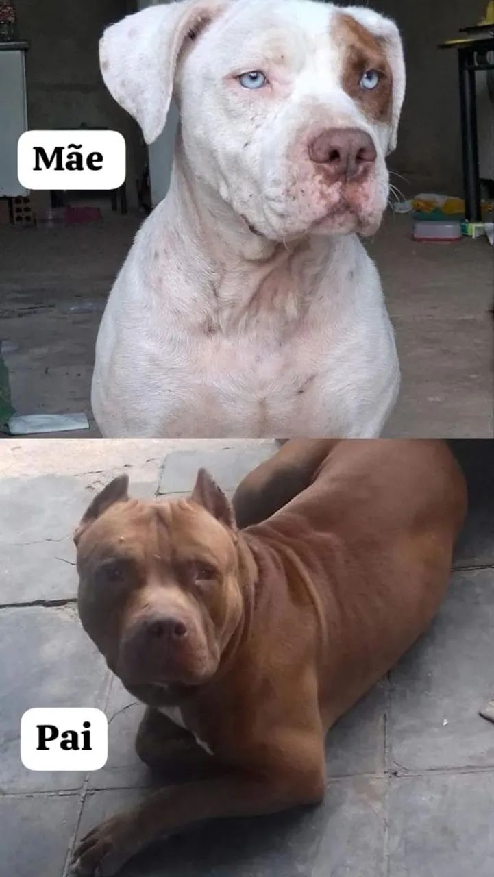 Pitbull com pit monstte 