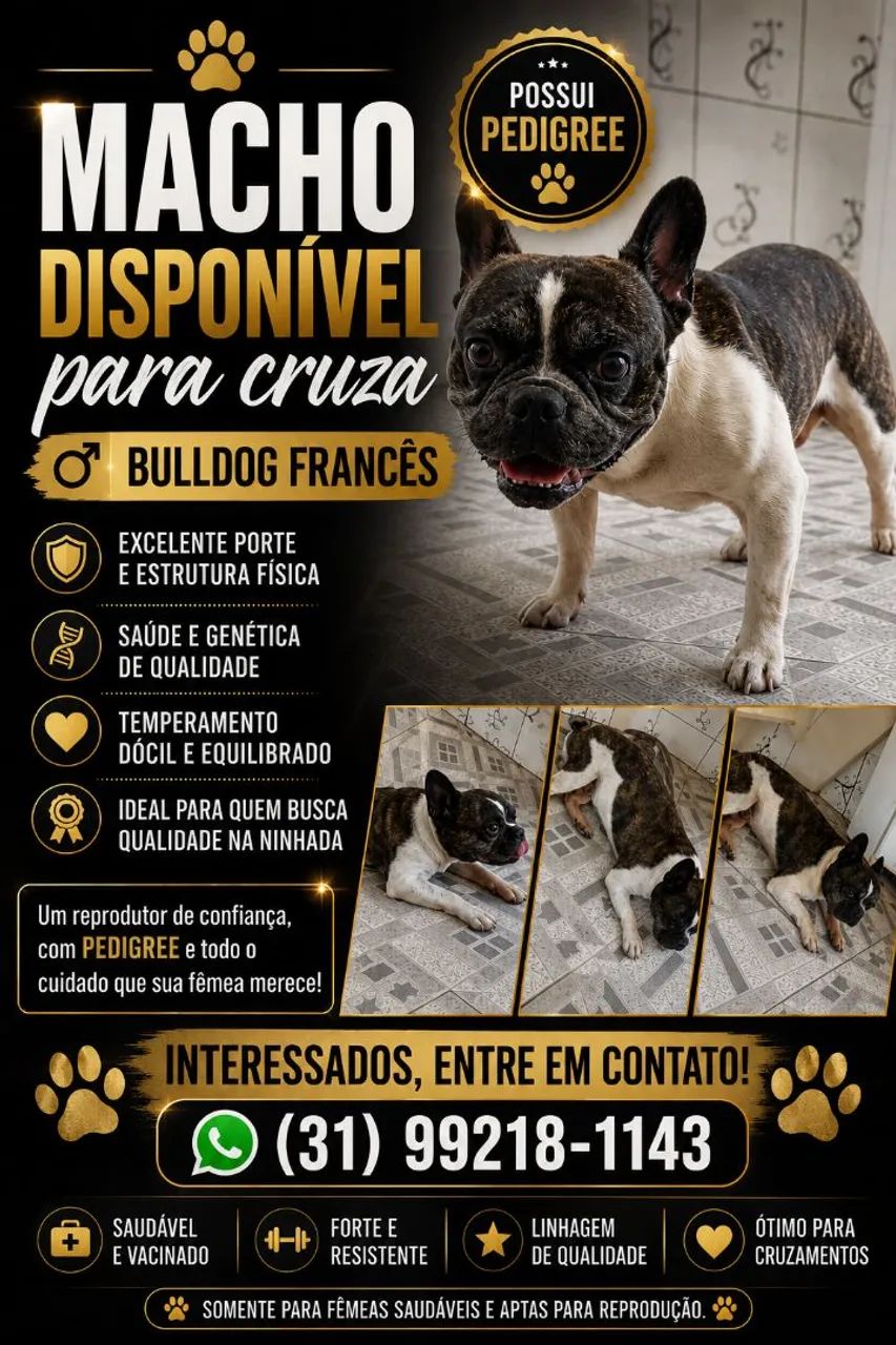 Bulldog francês 