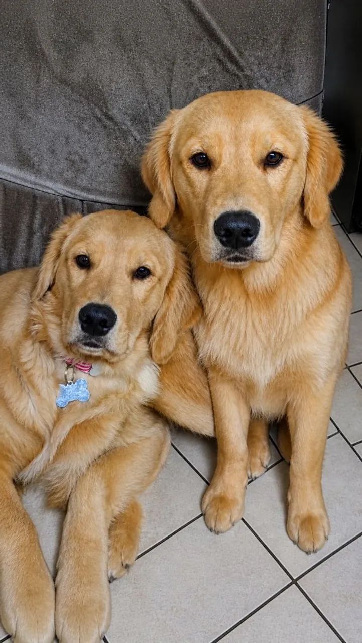 Goldens Retriever Disponíveis  - Foto 2