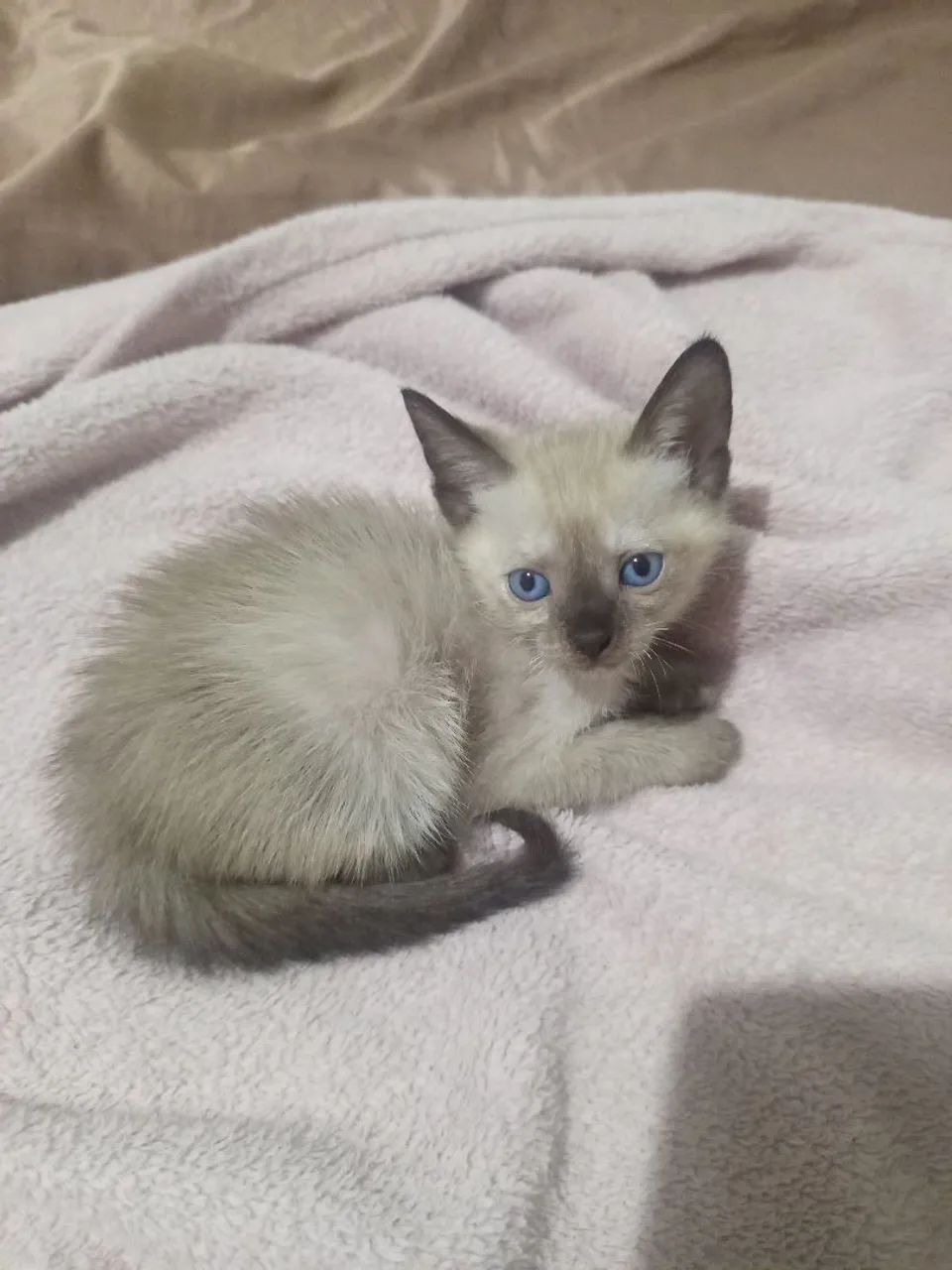 Doa-se gatinhos - Foto 2