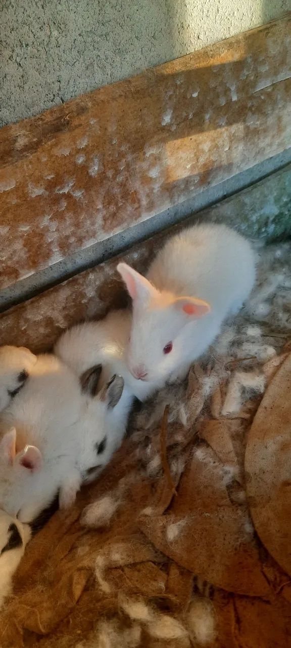 Coelhos mini - Foto 4