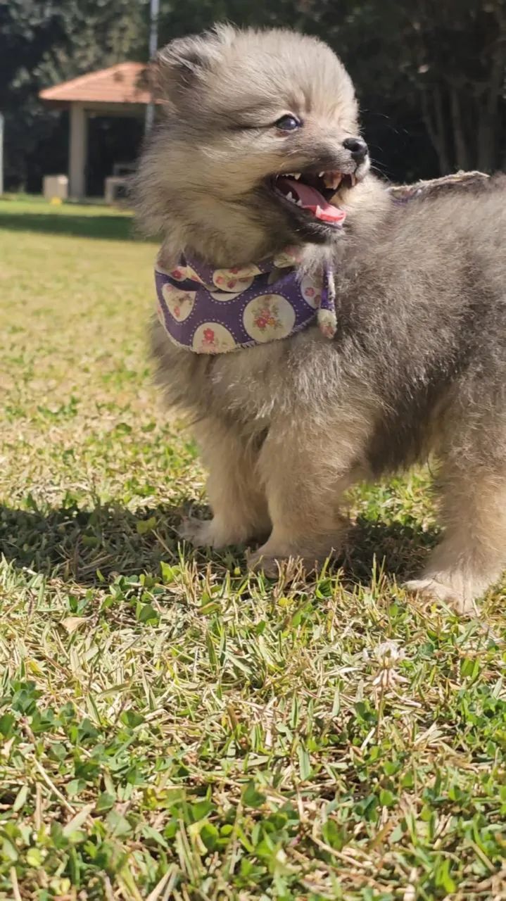 Lulus da pomerânia - Foto 2