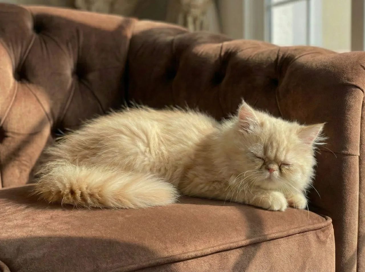 Gato persa filhote show  - Foto 4