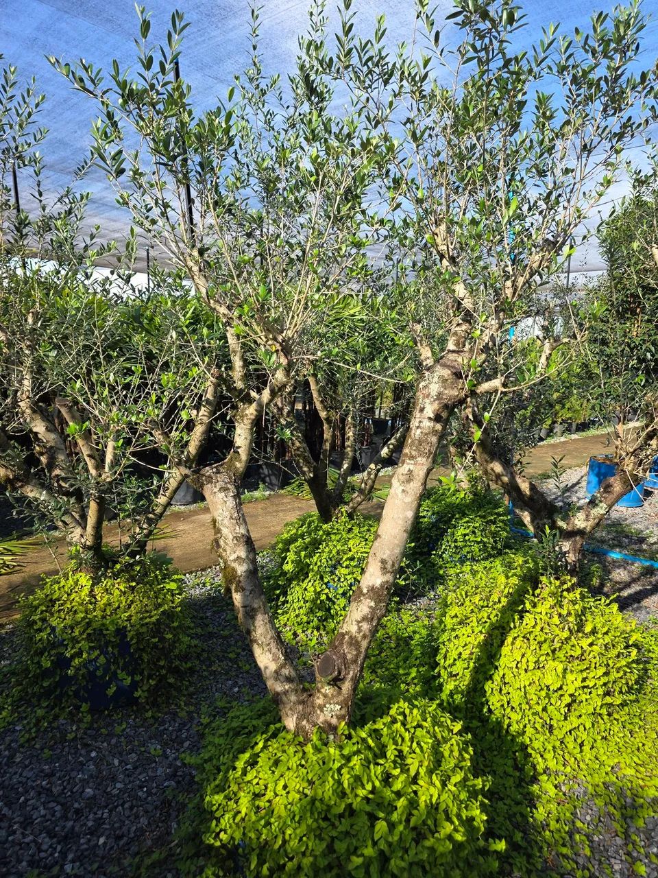 Vendo oliveiras.... - Foto 3
