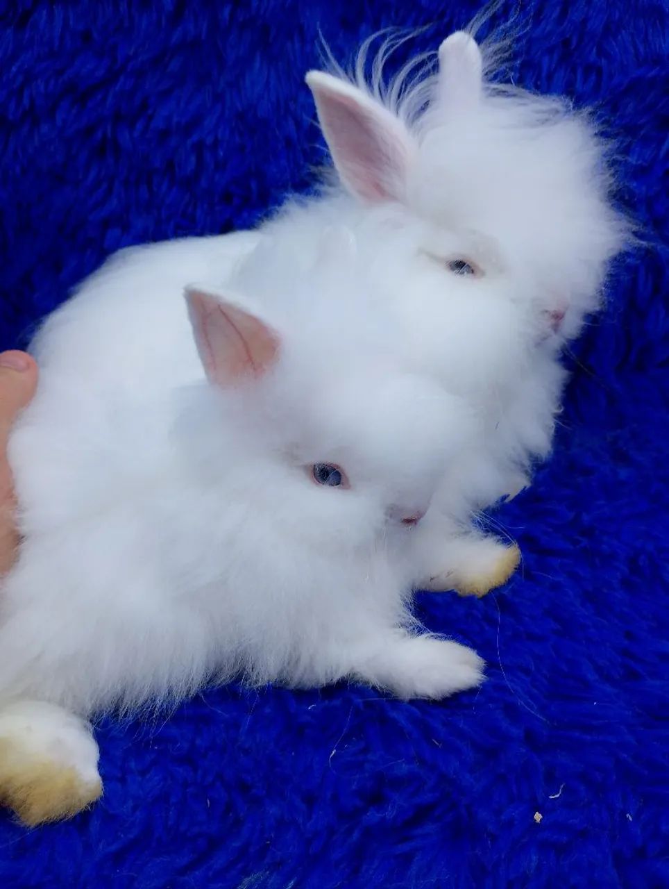 Mini coelhos - Foto 3