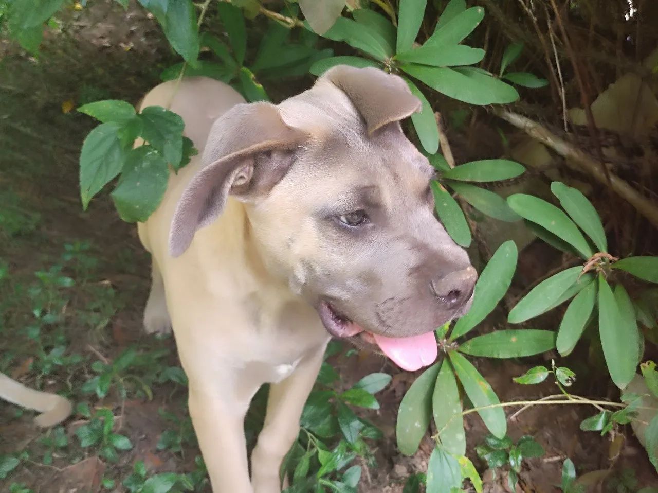 Cane Corso macho com pedigree a pronto pra guarda  - Foto 3