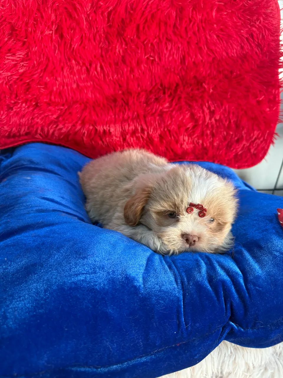 Shihtzu macho PROMO - Foto 3