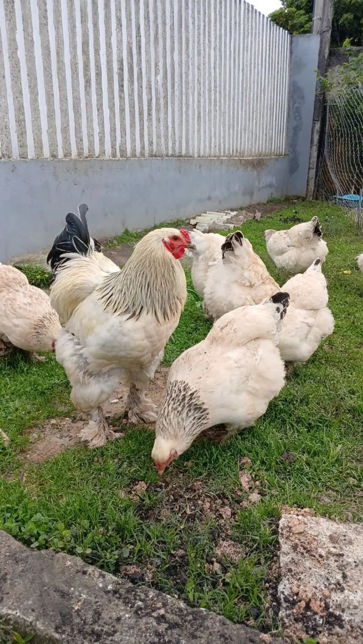 Galos Brahma Light e ovos  - Foto 4