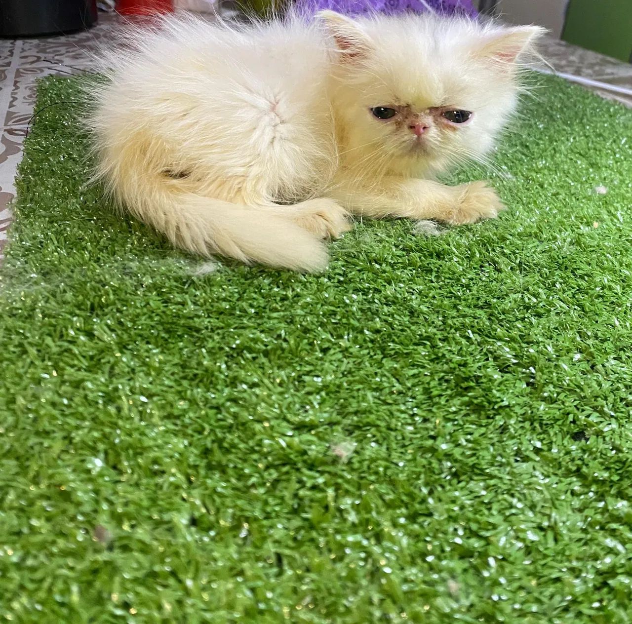 GATA PERSA BRANCA ( PROMOÇÃO)  - Foto 3