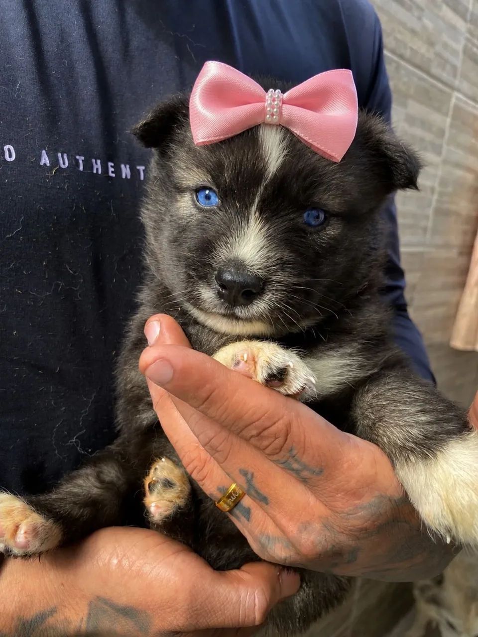 Husky ¿ Siberiano? Ele pode ser seu 