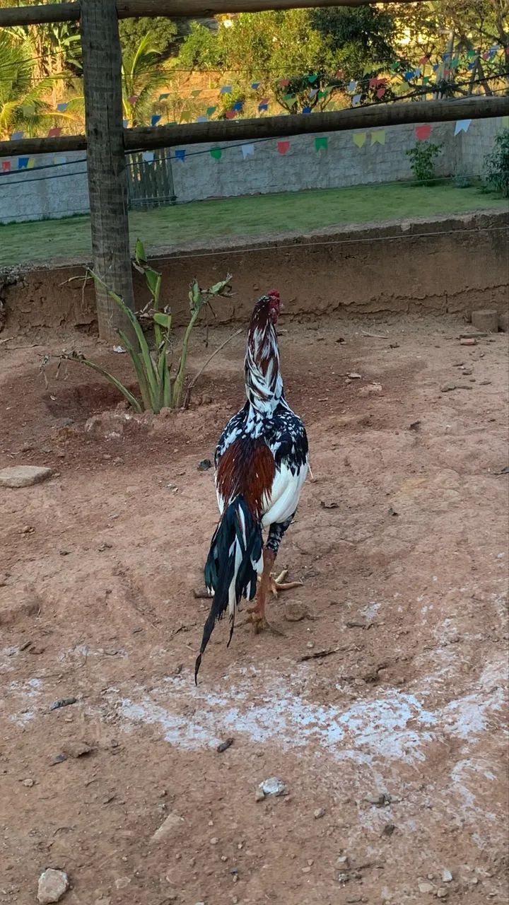 Vendo frangos e frangas índio - Foto 4