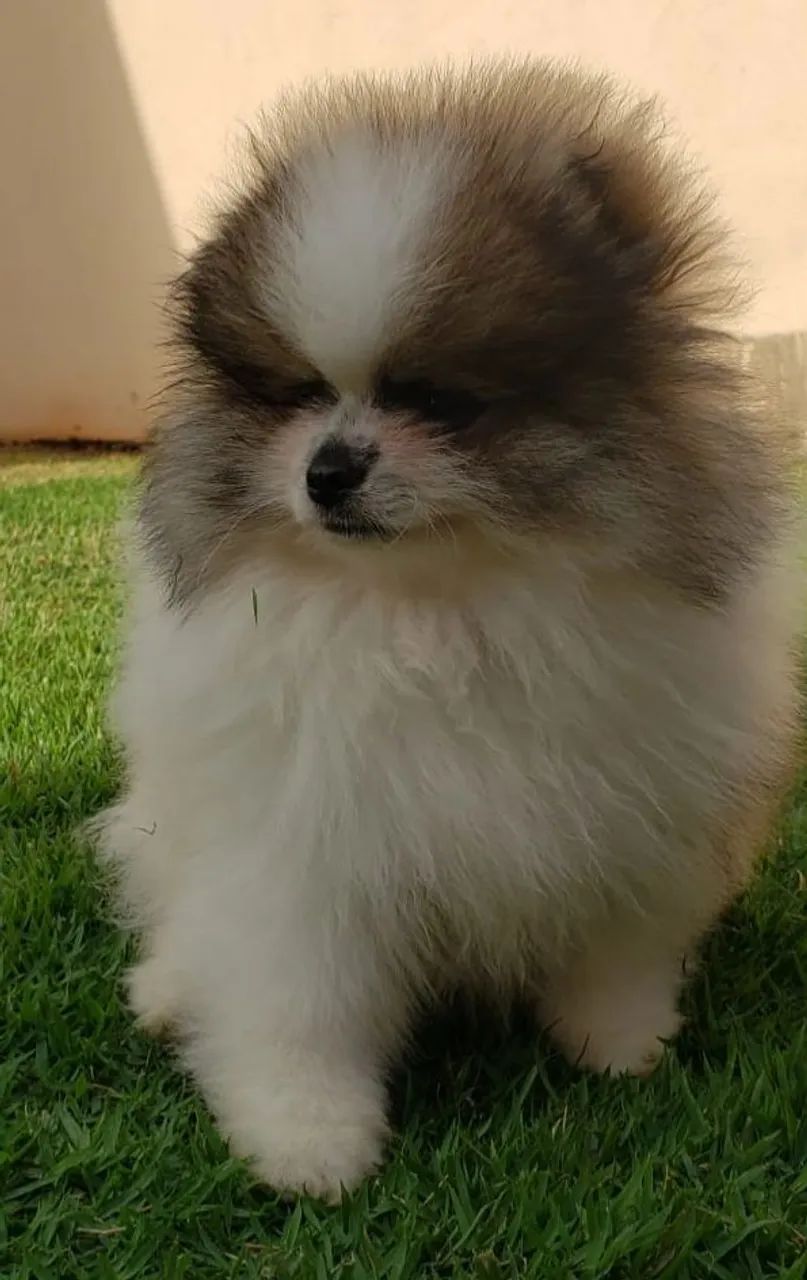 Spitz alemão macho  - Foto 4