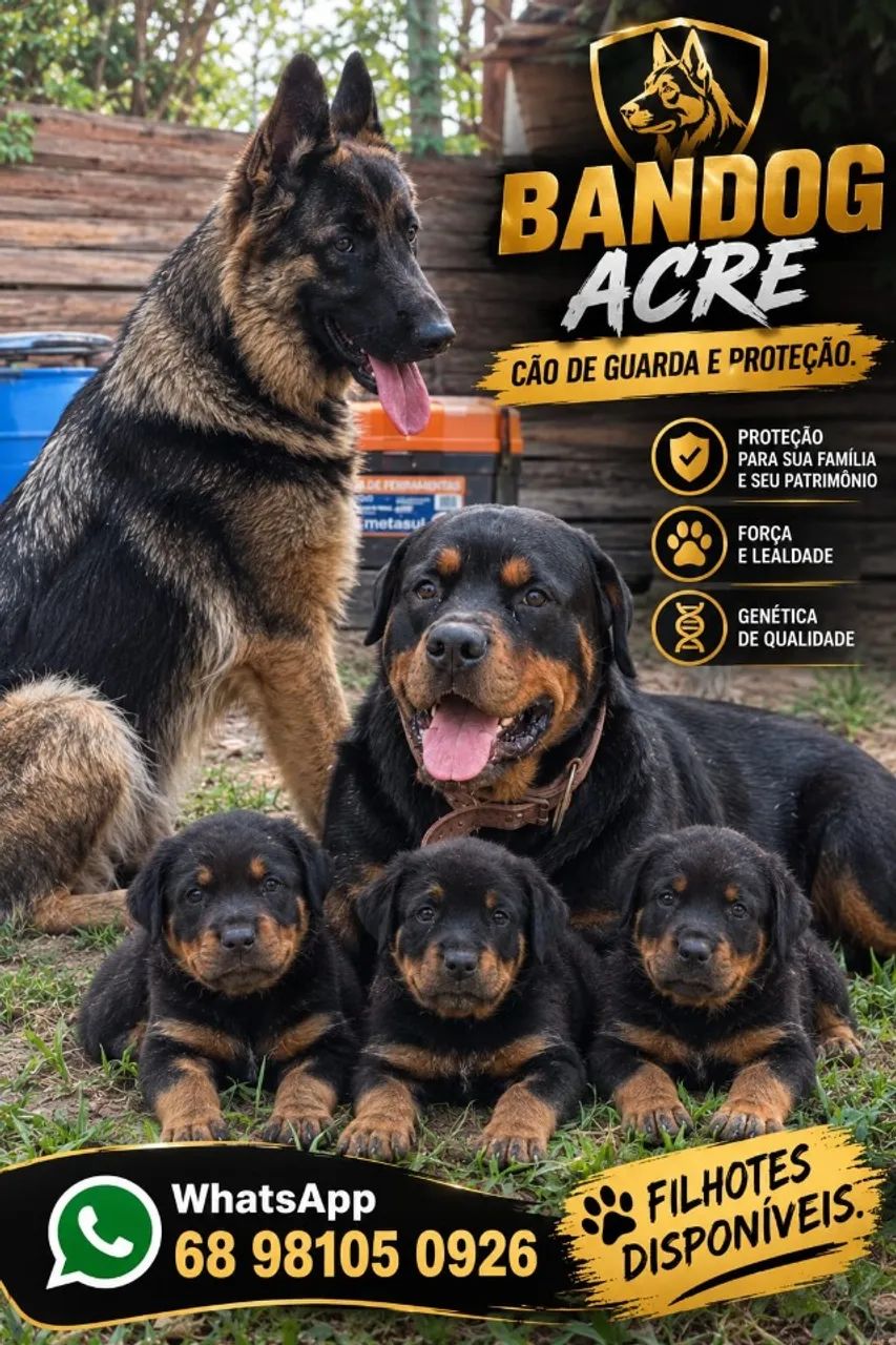 BANDOG CÃO  DE GUARDA E PROTEÇÃO. Cães  fortes protetores e leais. 