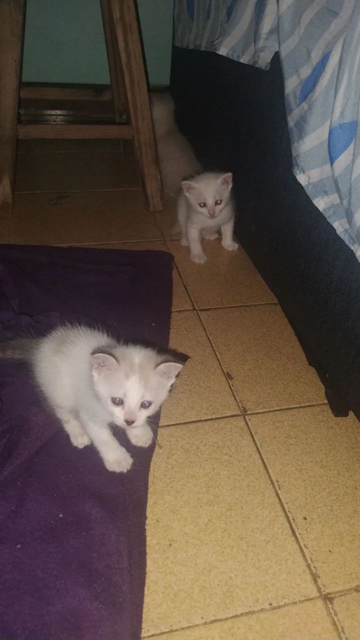 Gatinhos super fofos e alegres. - Foto 6