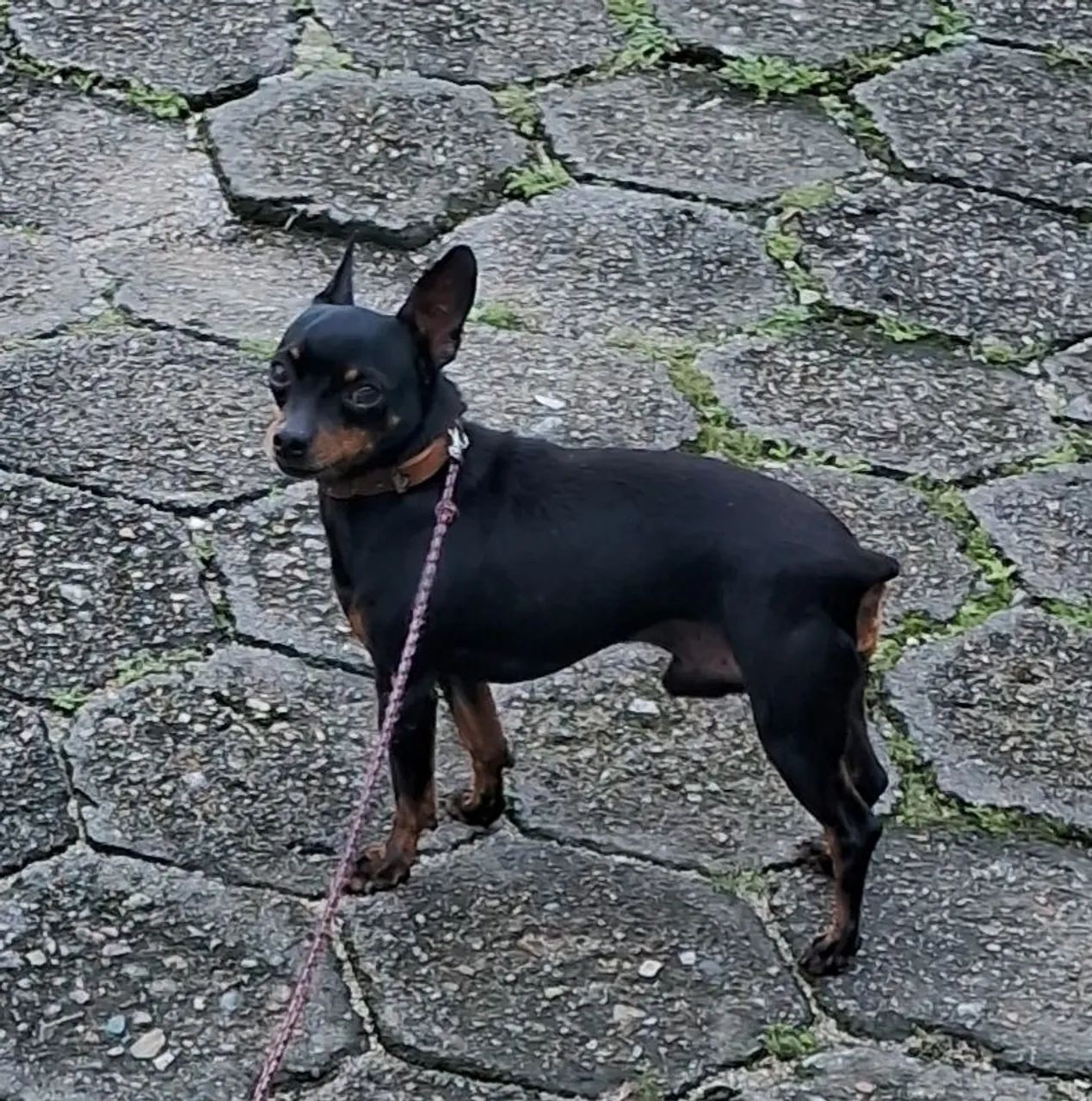 Pinscher macho  - Foto 3
