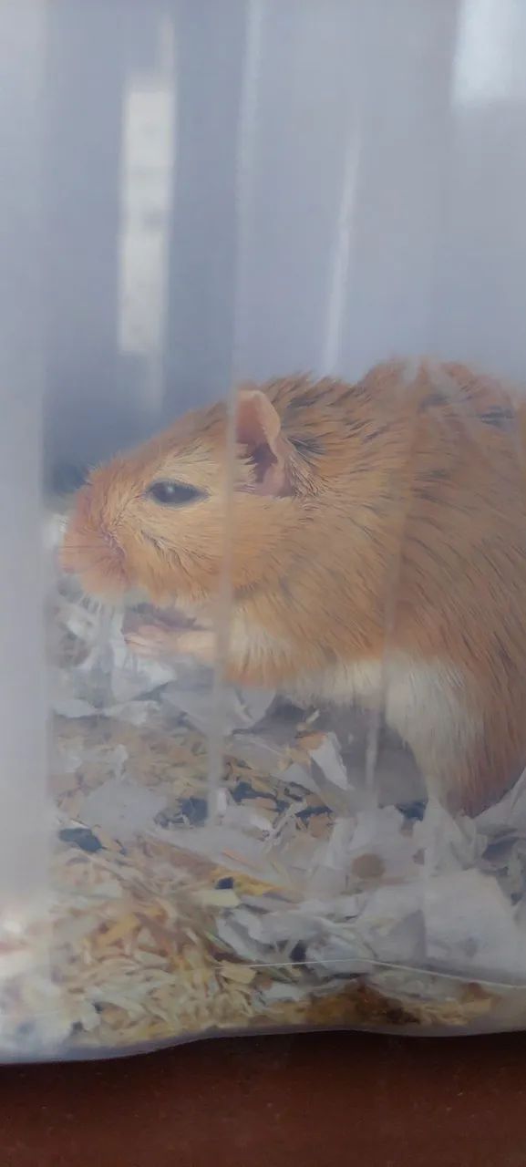Dupla Gerbil - Foto 3